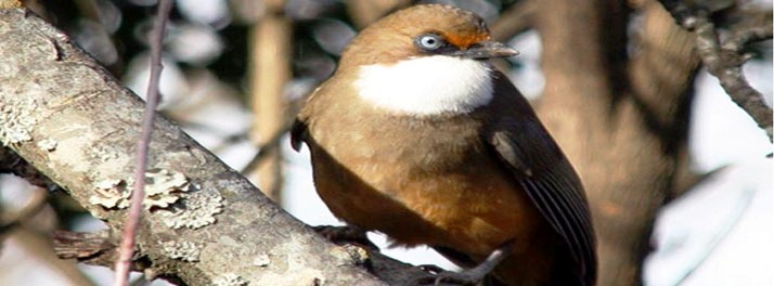 495/Mountain Trail Resort - Mukteshwar 13.jpg